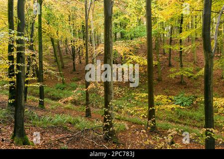 Couleur d'automne dans un bois de hêtre à Rowberrow Warren dans les collines de Mendip, Somerset, Angleterre. Banque D'Images