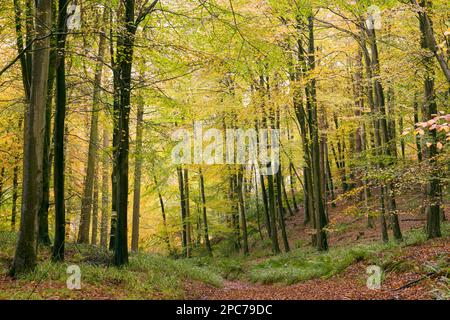 Couleur d'automne dans un bois de hêtre à Rowberrow Warren dans les collines de Mendip, Somerset, Angleterre. Banque D'Images