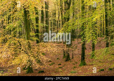 Couleur d'automne dans un bois de hêtre à Rowberrow Warren dans les collines de Mendip, Somerset, Angleterre. Banque D'Images