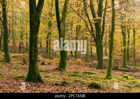 Couleur d'automne dans un bois de hêtre à Rowberrow Warren dans les collines de Mendip, Somerset, Angleterre. Banque D'Images