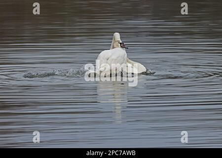 Mute Swan (Cygnus olor) Norfolk UK GB Mars 2023 Banque D'Images