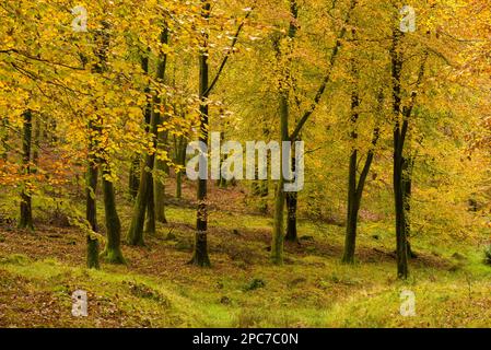 Couleur d'automne dans un bois de hêtre à Rowberrow Warren dans les collines de Mendip, Somerset, Angleterre. Banque D'Images