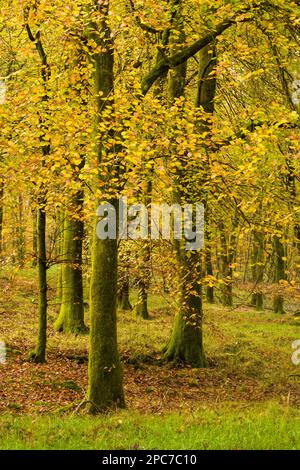 Couleur d'automne dans un bois de hêtre à Rowberrow Warren dans les collines de Mendip, Somerset, Angleterre. Banque D'Images