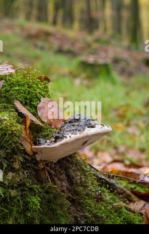 Champignon du support méridional (Ganoderma austral) poussant sur une souche d'arbre recouverte d'une vieille mousse dans un bois de hêtre en automne, Somerset, Angleterre. Banque D'Images