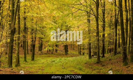 Couleur d'automne dans un bois de hêtre à Rowberrow Warren dans les collines de Mendip, Somerset, Angleterre. Banque D'Images