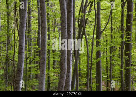 Arbres denses en forêt, Transylvanie, Roumanie Banque D'Images