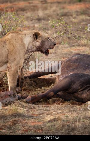 Un lion mange un buffle d'eau précédemment chassé dans la savane. Belle image détaillée d'un lion féminin dans le parc national de Tsavo East, Kenya, Afrique de l'est Banque D'Images