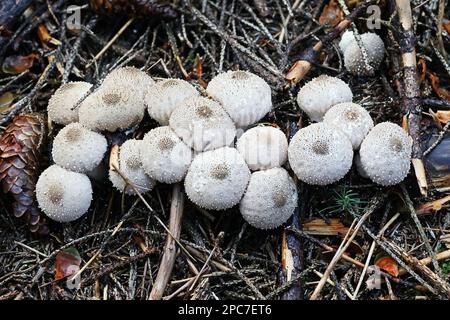 Lycoperdon perlatum, communément connu sous le nom de palet commun, palet verni, palet à pierres précieuses, ou encore de champignon sauvage du diable, originaire de Finlande Banque D'Images