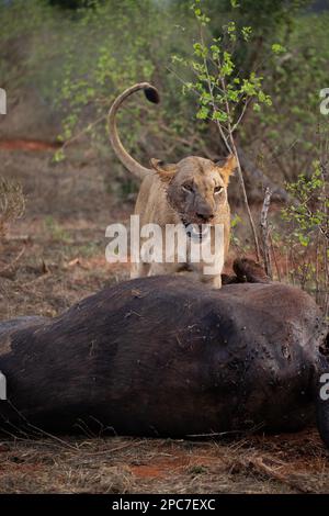 Un lion mange un buffle d'eau précédemment chassé dans la savane. Belle image détaillée d'un lion féminin dans le parc national de Tsavo East, Kenya, Afrique de l'est Banque D'Images