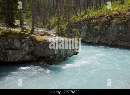 Chenal glaciaire de l'eau de fonte, Marble Canyon, Kootenay N. P. Rocky Mountains, Colombie-Britannique, Canada Banque D'Images