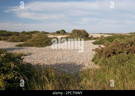 Vue sur l'habitat de tournière de galets végétalisés, réserve Dungeness RSPB, Kent, Angleterre, Royaume-Uni Banque D'Images