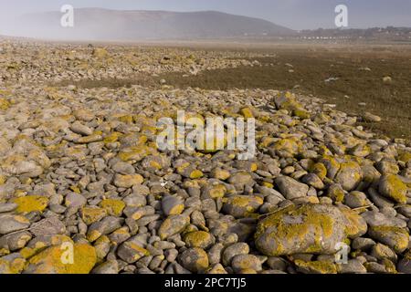 La vue de la rive de galets se propageant à l'intérieur des terres au fur et à mesure que le niveau de la mer monte, avec l'habitat de saltmarsh se développant derrière elle, a réussi à se retirer de la hausse du niveau de la mer Banque D'Images