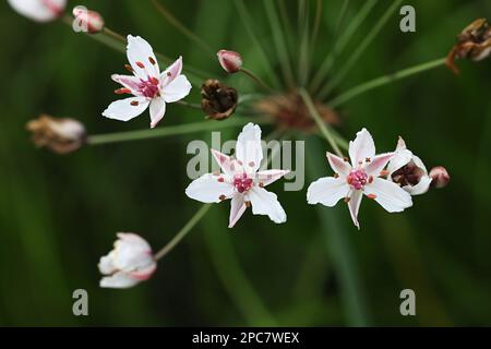 Floraison Rush, Butomus umbellatus, également connu sous le nom de Grass Rush ou Water gladiolus, plante aquatique sauvage de Finlande Banque D'Images