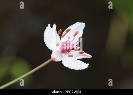 Floraison Rush, Butomus umbellatus, également connu sous le nom de Grass Rush ou Water gladiolus, plante aquatique sauvage de Finlande Banque D'Images