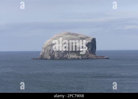 Vue sur l'île volcanique et la mer, avec la colonie de nidification des oiseaux de mer, Bass Rock, Firth of Forth, East Lothian, Écosse, Royaume-Uni, Europe Banque D'Images