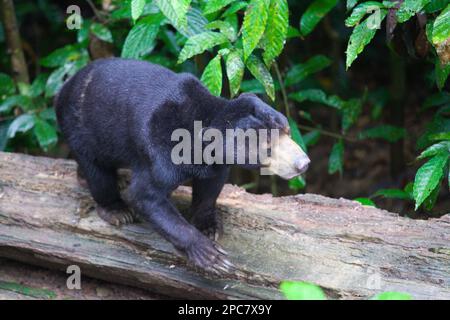 Ours du soleil de Bornean, Helarctos Malayanus, Malaisie, Sabah, Sepilok, Banque D'Images