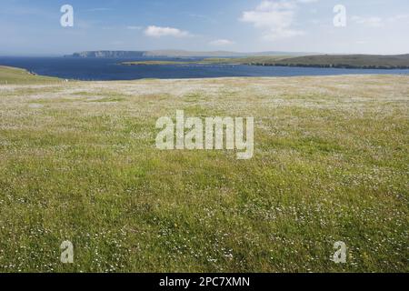 Vue d'un pré côtier avec des fleurs sauvages, avec Fetlar en arrière-plan, Unst, Shetland Islands, Écosse, Royaume-Uni, Europe Banque D'Images