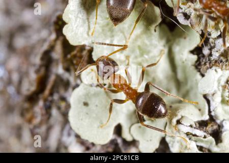 ANT (Lasius emarginatus) travailleur adulte, sur lichen, causse de Gramat, massif Central, région du Lot, France Banque D'Images