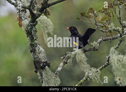 Cotinga noir et or (Tijuca atra), mâle adulte, queue écartée, assise sur une branche couverte de lichen, forêt tropicale de l'Atlantique, Brésil Banque D'Images