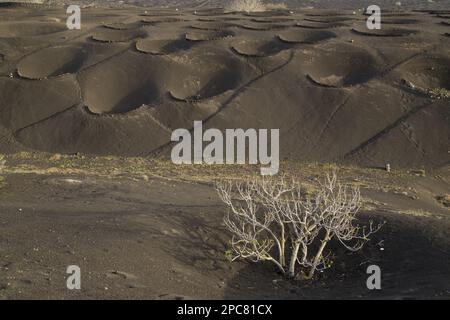 Murs semi-circulaires pour protéger les vignes qui poussent sur les calinders volcaniques, la Geria, Lanzarote, îles Canaries Banque D'Images