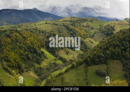 Vue sur les forêts mixtes et les pâturages sur les pentes de montagne, les sommets lointains avec la première neige en automne, au sud de Bran, les montagnes de Leaota, les Carpates méridionales Banque D'Images