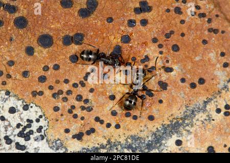 Wood Ant (Formica lemani) deux travailleurs adultes, sur roche couverte de lichen, Powys, pays de Galles, Royaume-Uni Banque D'Images