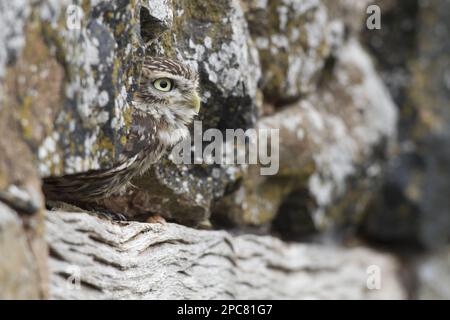 Petit hibou (Athene noctua) adulte, regardant par un trou dans un mur de pierre couvert de lichen, près de Greenlaw, Berwickshire, Scottish Borders, Écosse Banque D'Images