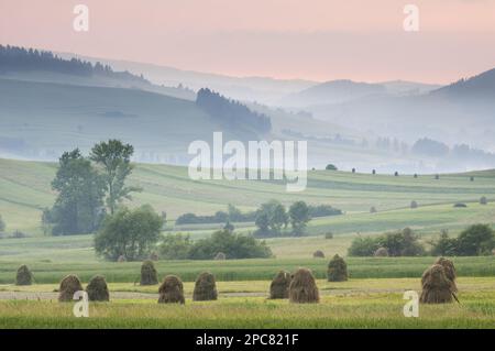 Foin ricks dans un pré montagnard au coucher du soleil, montagnes Tatra, Carpates occidentales, Pologne Banque D'Images