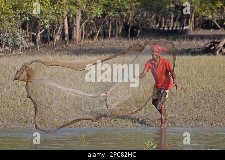 Les pêcheurs ont jeté du filet au bord de l'eau dans la forêt de mangroves, Sundarbans, delta du Gange, Bengale-Occidental, Inde Banque D'Images