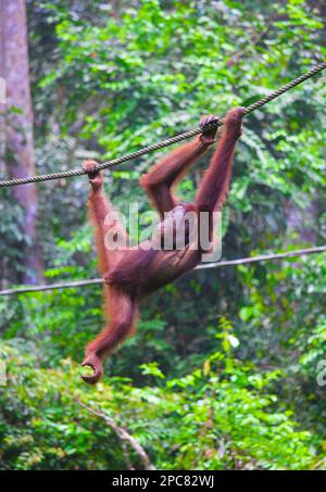 Orangutan, Pongo pygmaeus, Malaisie, Sabah, Sepilok, Banque D'Images