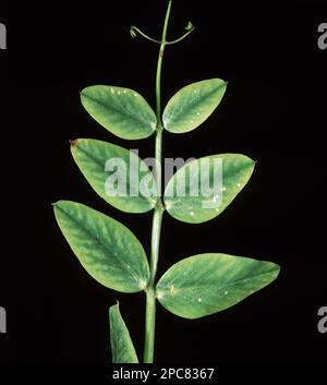 Symptôme de carence en manganèse (mn) sur la feuille de pois Banque D'Images