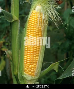 Maïs doux mature exposée s/n Banque D'Images