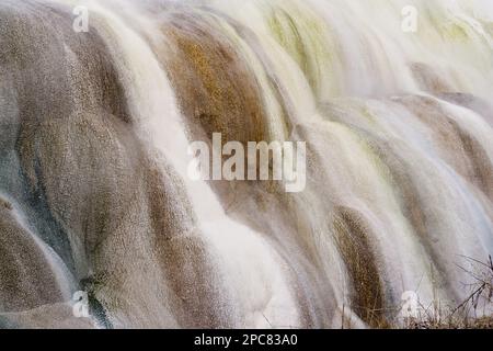 Les micro-organismes thermophiles se développent dans l'eau géothermique à écoulement chaud des sources chaudes du parc national de Mammouth yellowstone aux états-unis Banque D'Images