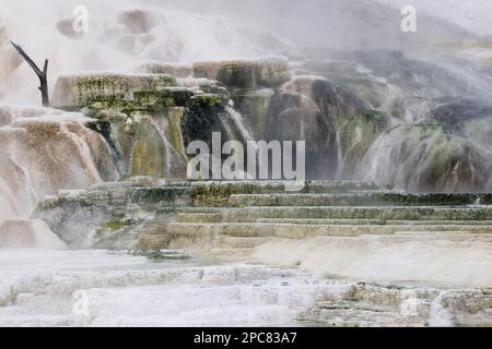 Les micro-organismes thermophiles se développent dans l'eau thermique chaude de la source de la palette. à mammouth hot springs, parc national de yellowstone, amérique Banque D'Images