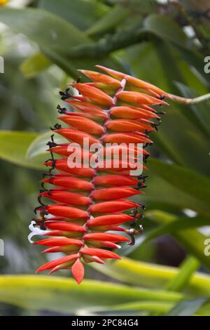 La mousse de billes (Tillandsia) dyeriana est une espèce de plantes de la famille des Bromeliaceae. Elle est endémique à l'Équateur Banque D'Images