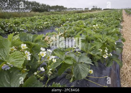 Les plants de fraise d'Elsanta, poussent dans des lits surélevés recouverts de plastique noir. Ces lits surélevés encouragent un système racinaire plus profond qui fournit plus d'eau Banque D'Images
