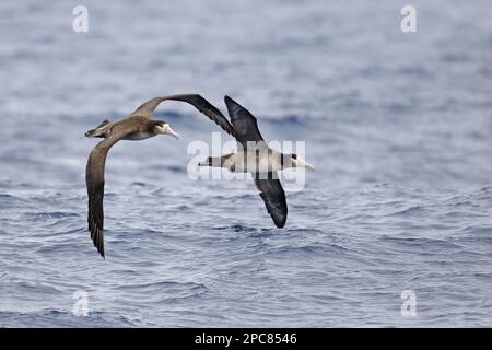 Diomedea albatrus, albatros à queue courte (Phoebastria albatrus), Albatros à stellers, Albatros à queue courte, Albatros à Stellers, Albatros Banque D'Images