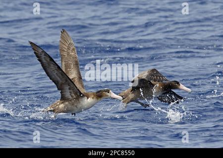 Albatros à queue courte (Phoebastria albatrus) deux juvéniles ont été lancés à partir de la surface de la mer, Torishima, îles Izu, Honshu, Japon Banque D'Images