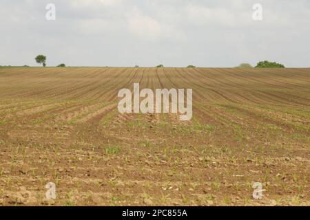 Récolte de maïs (Zea mays), jeunes plants en champ, cotes d'Armor, Bretagne, France