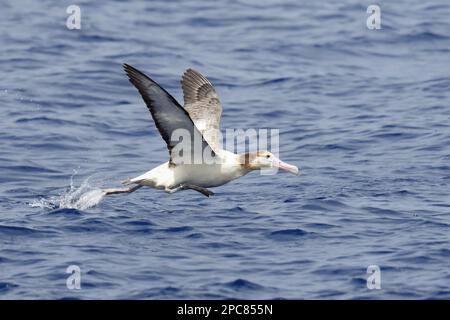 Albatros à queue courte adulte (Phoebastria albatrus), levage depuis la surface de la mer, Torishima, îles Izu, Honshu, Japon Banque D'Images