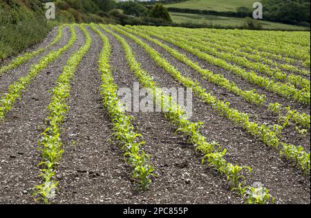 Maïs (Zea mays), cultivé pour l'ensilage, rangées dans le champ, Wadebrisge, Cornouailles, Angleterre, Royaume-Uni Banque D'Images