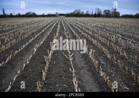 Maïs (Zea mays), champ récolté, Slimbridge, Gloucestershire, Angleterre, Royaume-Uni Banque D'Images