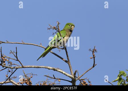 Aratinga nana astec, parakeet Aztec, parakeets Aztec, parakeets à queue en coin, perroquets, Paraquets, animaux, oiseaux, Parakeet à gorge olive (Eupsittula Banque D'Images