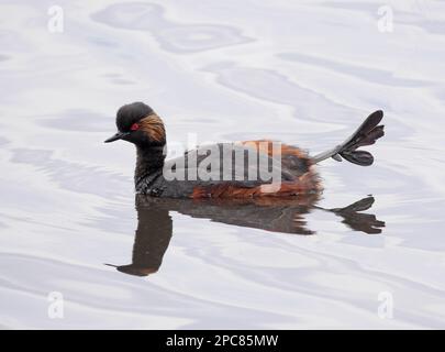 Grebe à col noir (Podiceps nigricollis) adulte, plumage de reproduction, étirement de la jambe sur l'eau Banque D'Images