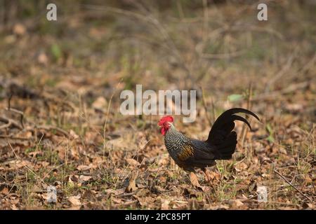 Gigole gris (Gallus sonneratii), oiseau mâle adulte, marchant sur la litière de feuilles, Tadoba N. P. Maharashtra, Inde Banque D'Images