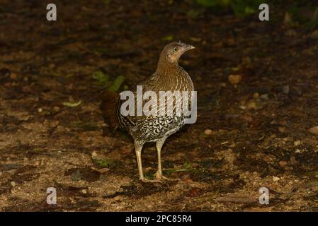 Gallus lafayettii, Ceylan Junglewhid, Lafayette Junglewhid, sri lankan junglewls (Gallus lafayetii), oiseaux de poulet, animaux, oiseaux, Ceylan Banque D'Images