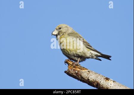 Parrot Crossbill (Loxia pytyopsittacus) adulte femelle, perchée sur la branche, Norfolk, Angleterre, Royaume-Uni Banque D'Images