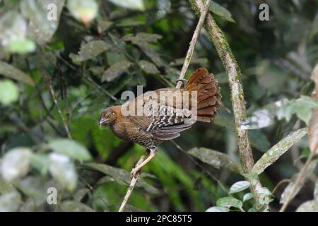 Gallus lafayettii, poulet Ceylan, poulet Lafayette, junglewls sri lankais (Gallus lafayetii), oiseaux de poulet, animaux, oiseaux, Junglewowl Ceylan Banque D'Images