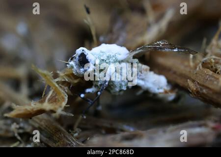 Beauveria bassiana, également connu sous le nom de Cordyceps bassiana, un champignon causant la maladie de la cardine blanche; utilisé comme insecticide biologique pour contrôler un certain nombre Banque D'Images