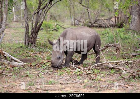 White Rhinoceros (Ceratotherium simum), Sabi Sand Game Reserve, Kruger Nationalpark, Afrique du Sud, Afrique Banque D'Images